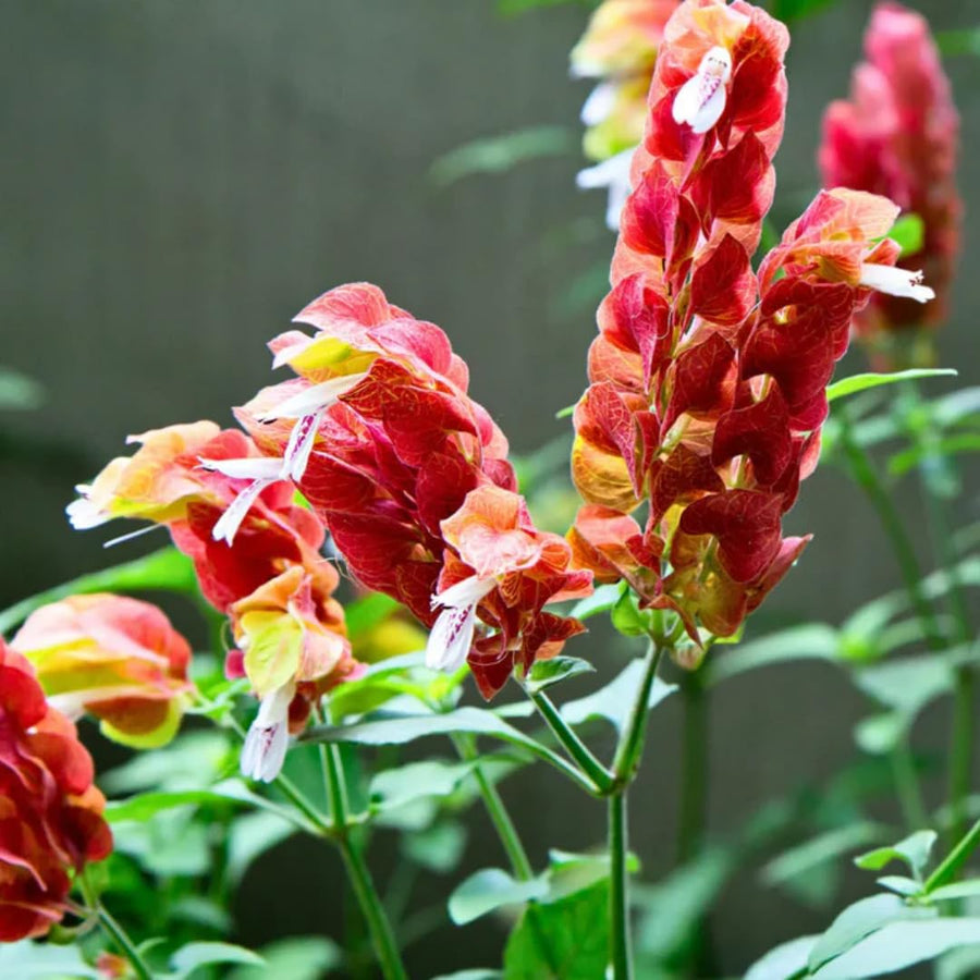 Red Shrimp Plants Live, Seedlings Justica Brandegeana Tree Bush, 5-9 Inches Tall