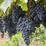 Black Grape Vine Plant Live for Planting, Grape Plant Live Grape Tree 1 to 2 Years Old, Grape Fruit Tree for Planting
