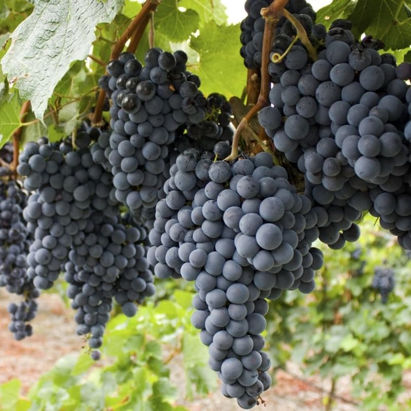 Black Grape Vine Plant Live for Planting, Grape Plant Live Grape Tree 1 to 2 Years Old, Grape Fruit Tree for Planting