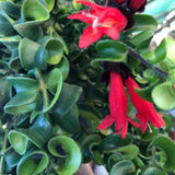 2 Curly Lipstick Plants Live Houseplants, Red Lipstick Vine Plant Live, 4 Inches Pot