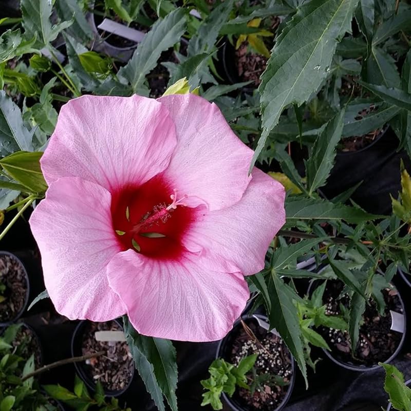 Deep Pink Hibiscus Plant Live, Hardy Hibiscus Flowers for Outdoor Landscapes, 5-9 Inch Height, Ornamental Hibiscus Bush Shrub, Well-Rooted, No Pot