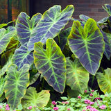Alocasia Plant Live, Rare Elephant Ear Plant Indoor in 4 Inch Pot, Tropical Foliage, Compact Houseplant for Office, Room and Home Decor
