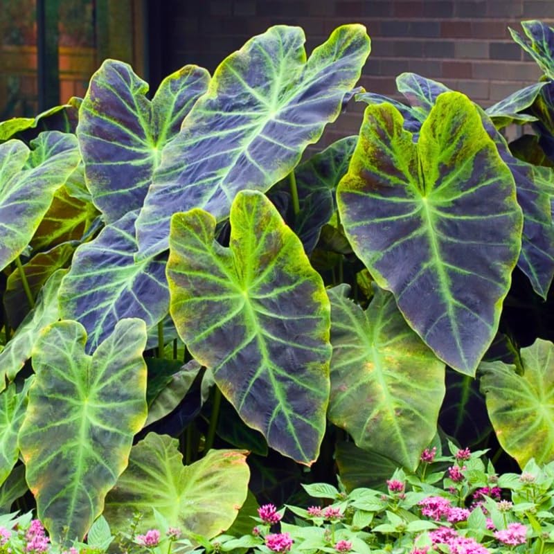 Alocasia Plant Live, Rare Elephant Ear Plant Indoor in 4 Inch Pot, Tropical Foliage, Compact Houseplant for Office, Room and Home Decor