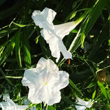 2 Mexican Petunias Live Plants - Petunia Plants Live, Live Petunia Plants Outdoor - Zone 8 to 11, Size 4 to 7 Inch Tall, White