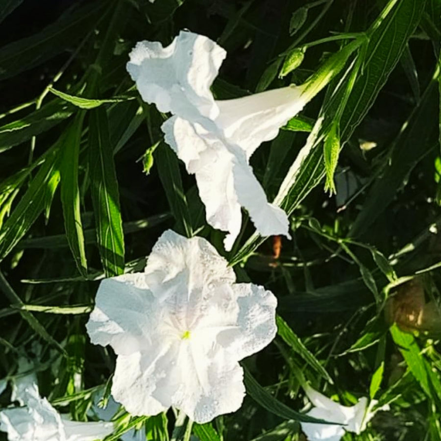 2 Mexican Petunias Live Plants - Petunia Plants Live, Live Petunia Plants Outdoor - Zone 8 to 11, Size 4 to 7 Inch Tall, White