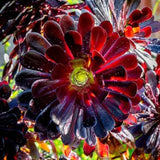 Aeonium Plant Live Succulent in 4" Pot, Rosette Succulent Live Plant for Indoor Outdoor Growing