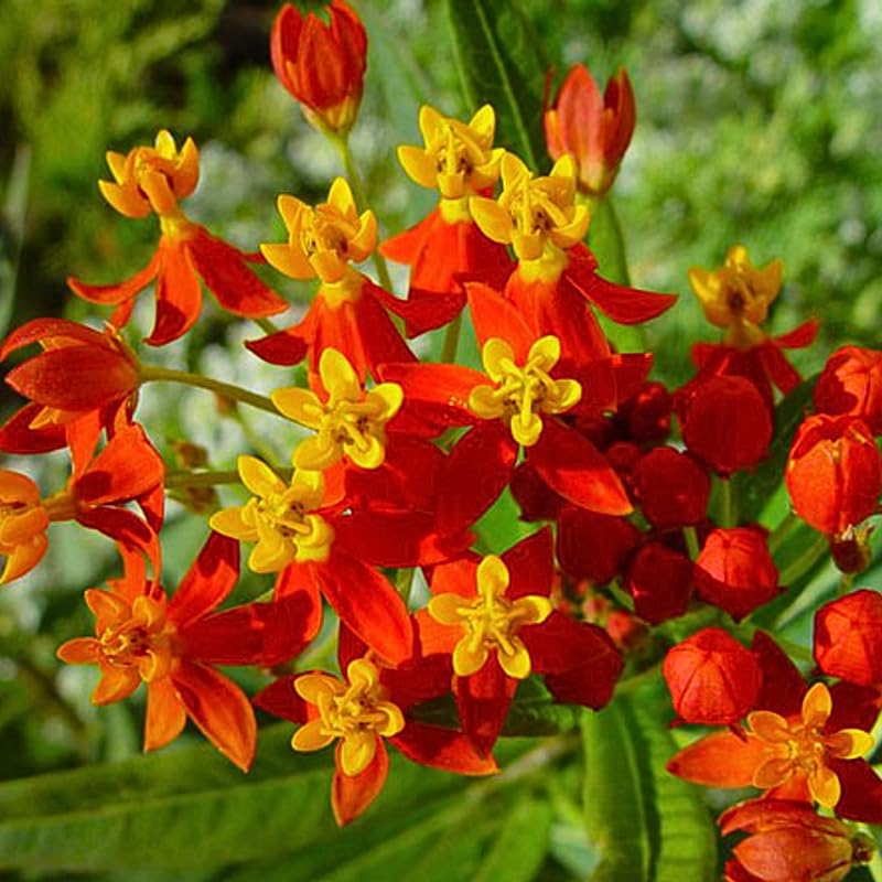 2 Mikweed Live Plants, Asclepias Tuberosa Perennial Flowers Plants, Tropical Butterfly Milkweeds 4-8 Inch for Outdoor Garden (Red)