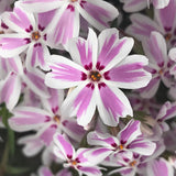 Set 2 White Pink Creeping Phlox Live Plants, Creeping Phlox Plants Perennial, Groundcover Hardy Flower Plants for Growing Outdoor, No Pot, Size 4 Inch Pot