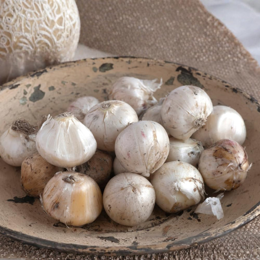 5 Large Purple Allium Bulbs, Ornamental Onion Flower Bulbs, Spring Blooming Garden Flowers for Outdoor Landscaping Planting