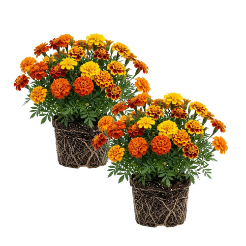Set 2 French Marigolds Live Plants, Dwaft French Marigold Plants Live, 5-7 Inc Tall, Vibrant Flowering Plant for Indoor Outdoor Garden