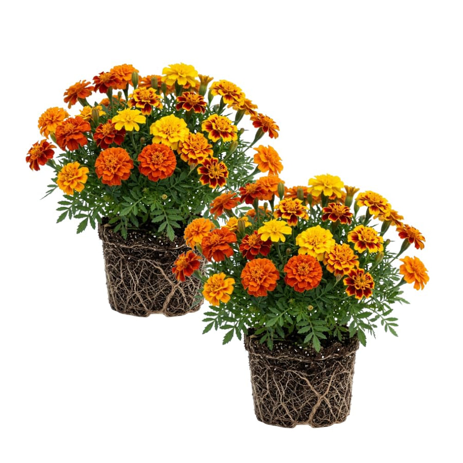 Set 2 French Marigolds Live Plants, Dwaft French Marigold Plants Live, 5-7 Inc Tall, Vibrant Flowering Plant for Indoor Outdoor Garden