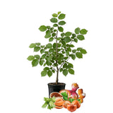 6-12" Chestnut Tree Live Plant – 1 Quart Pot, Hardy Nut Tree for Garden, Patio, or Outdoor Planting, Well-Rooted Starter Tree