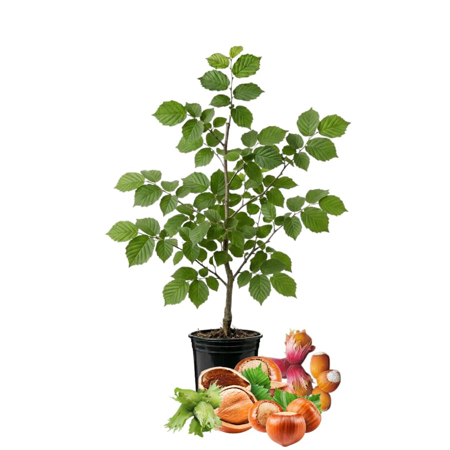 6-12" Chestnut Tree Live Plant – 1 Quart Pot, Hardy Nut Tree for Garden, Patio, or Outdoor Planting, Well-Rooted Starter Tree