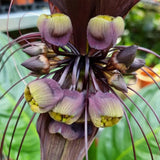 Bat Orchird Tacca Chantrieri Houseplant, Black Bat Flower Live Plant, Indoor Outdoor 5-9 Inches Tall