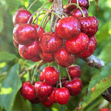 Compact Stella Cherry Tree Live Plant for Planting, Sweet Cherry Plant Live Fruit Tree 3 Feet Tall, Red Cherry Tree Plant, No Shipping to CA