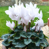 Live White Cyclamen Plant, Cyclamen Flower Live Plant, Hardy Indoor Flowering Houseplant 5-7 Inches Tall,Ready to Grow
