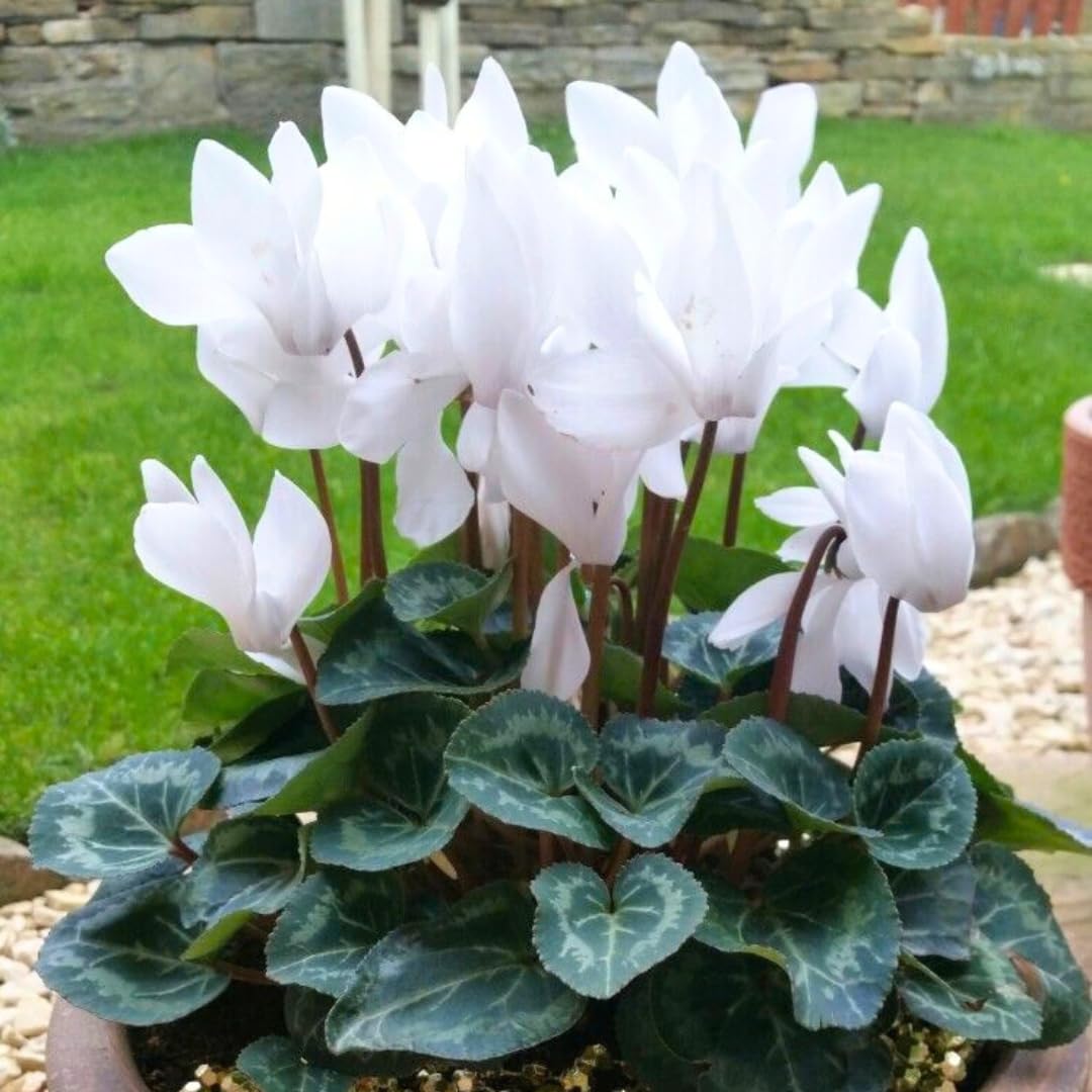 Live White Cyclamen Plant, Cyclamen Flower Live Plant, Hardy Indoor Flowering Houseplant 5-7 Inches Tall,Ready to Grow