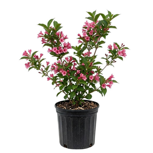 Pink Weigela Plant in Quart Pot, Weigela Live Plant, Live Shrub for Outdoor Garden, Spring Blooming Flower Bush