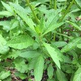 Epazote Plant Live, 4 Inch Pot, Epazote Herb for Culinary and Garden Growing