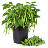 2PPP Green Bean Plant Live in 4 Inch Pot, Bean Live Plant 5 Inches Tall, Well Rooted Vegetable Plant for Growing