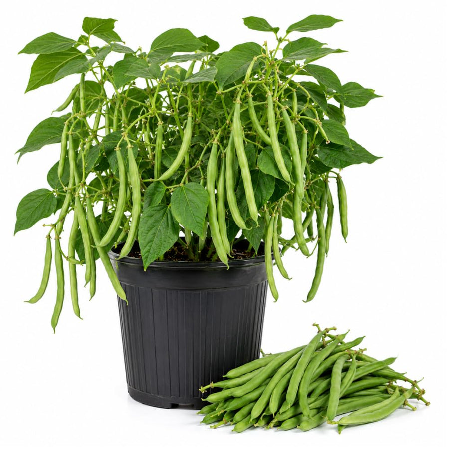 2PPP Green Bean Plant Live in 4 Inch Pot, Bean Live Plant 5 Inches Tall, Well Rooted Vegetable Plant for Growing