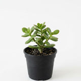 Jade Plant Live, Succulent Indoor Houseplant, Succulent Plant Fully Rooted in 2'' Pot