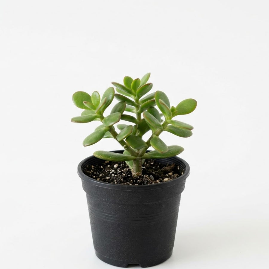 Jade Plant Live, Succulent Indoor Houseplant, Succulent Plant Fully Rooted in 2'' Pot