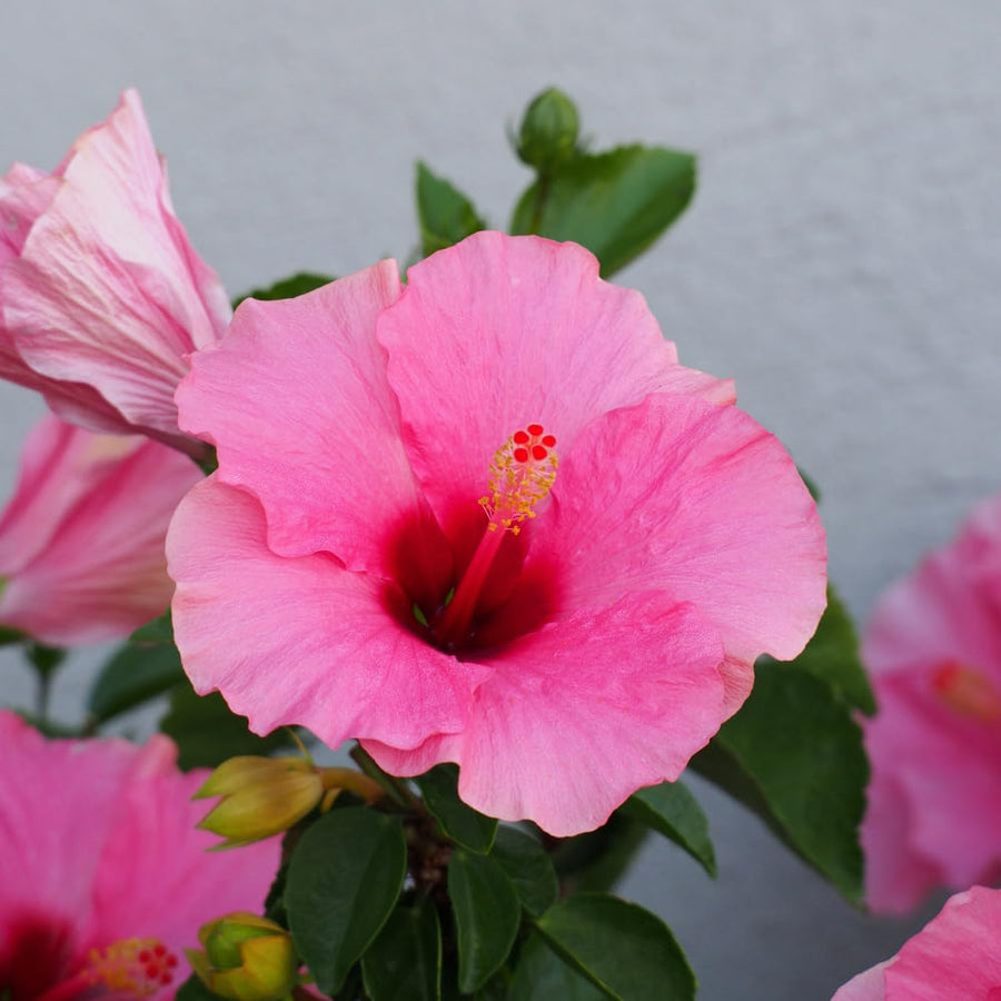 Hardy Hibiscus Plants Live, Pink Hibiscus Flowers Plants, 3 to 5Inc Long Starter Plants
