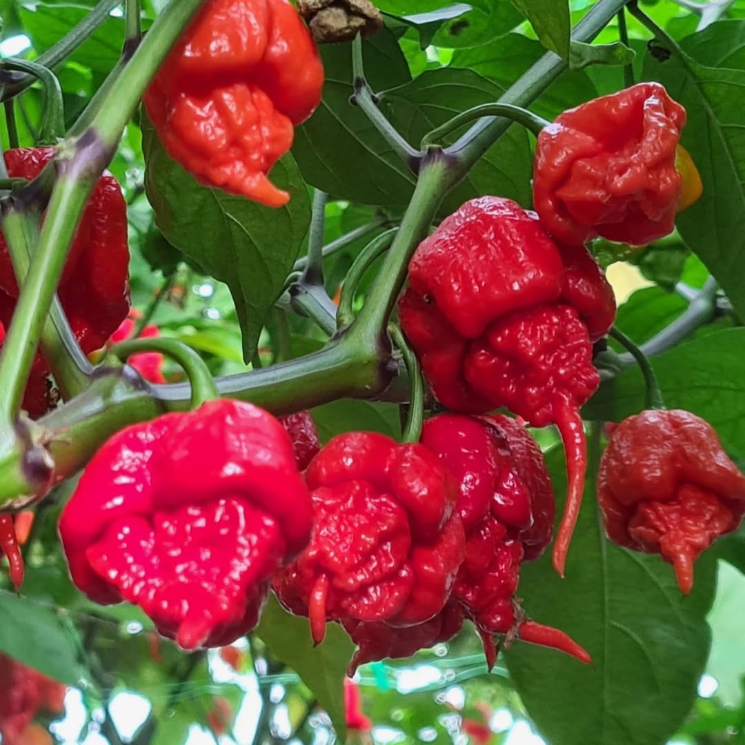 Set 2 Carolina Reaper Pepper Plants Live, 90 Days Old Pepper, World Hottest Pepper Plants, No Pot