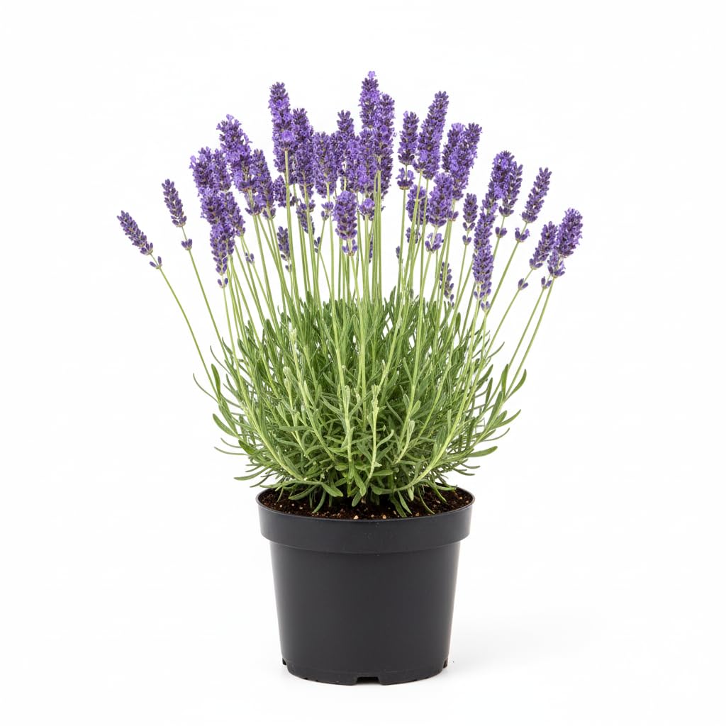 2 Live Lavender Plants, Purple Lavender Starter Plants in 3'' Pot, Fragrant Flowering Herb for Gardens, Planters and Indoor Pots (Very Fragrant Lavenders)