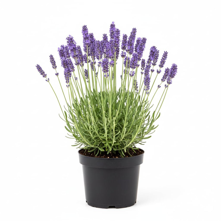 2 Live Lavender Plants, Purple Lavender Starter Plants in 3'' Pot, Fragrant Flowering Herb for Gardens, Planters and Indoor Pots (Very Fragrant Lavenders)