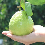 White Guava Tree Live Plant, 5 to 9 Inc, Guava Plant, Edible Home Garden Fruit Starter Planting
