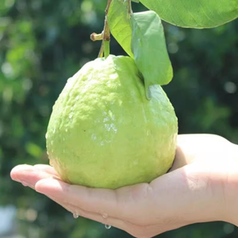 White Guava Tree Live Plant, 5 to 9 Inc, Guava Plant, Edible Home Garden Fruit Starter Planting
