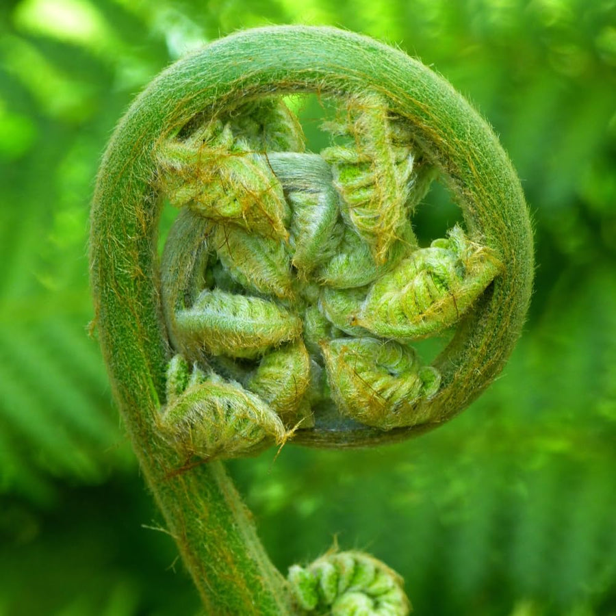 5 Ostrich Fern Roots, Fern Plants Live Rhizomes for Planting, Perennial Shaded Backyard