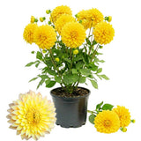 Dahlia Tuber for Planting, Yellow Dahlia Flower for Summer Blooms, Large and Vibrant Flowers, Suited for Zones 8 to 11