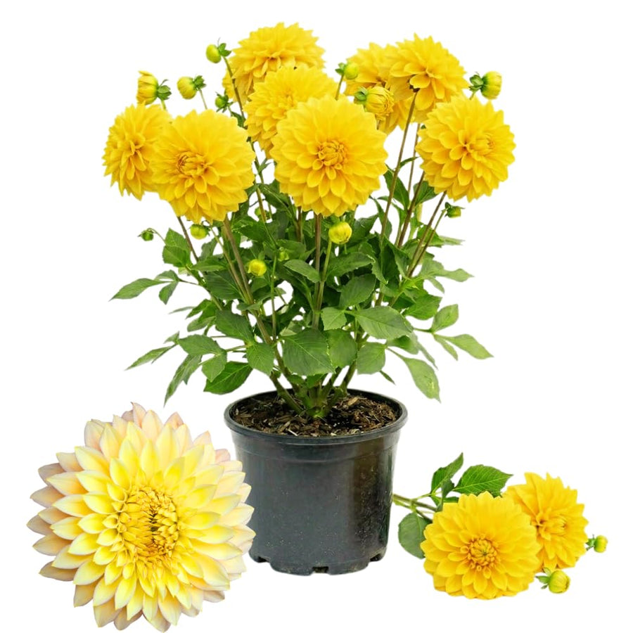 Dahlia Tuber for Planting, Yellow Dahlia Flower for Summer Blooms, Large and Vibrant Flowers, Suited for Zones 8 to 11