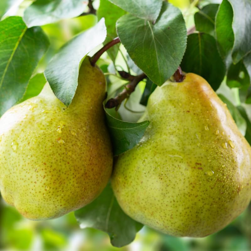 Pear Tree Live Plant, Pear Plant Tree, 2 to 3 Feet Tall, Pear Live Plant, Sweet Fruit Plant
