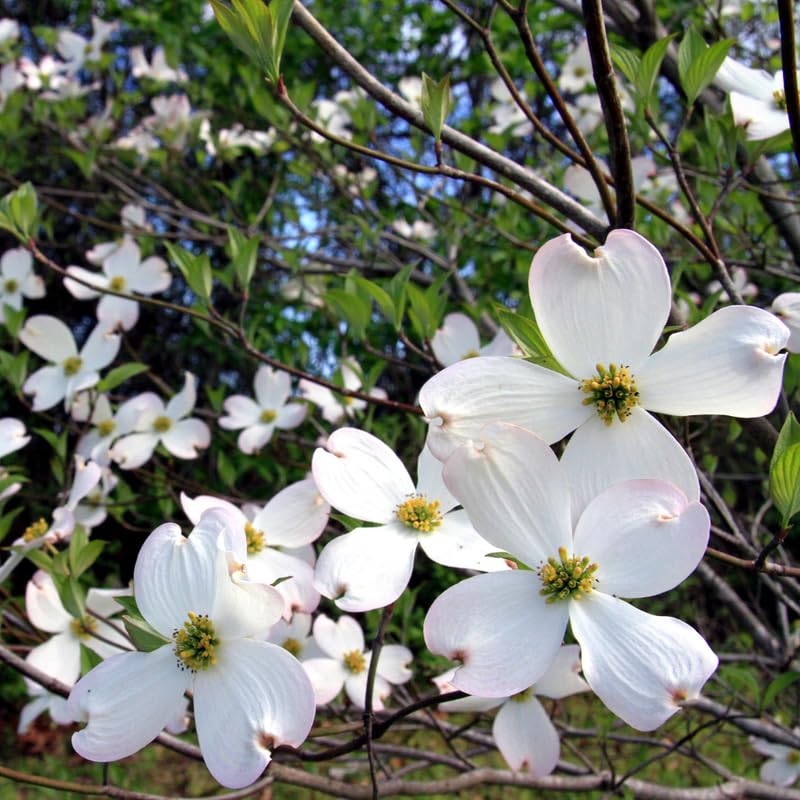 White Dogwood Tree Live Plant for Planting Outdoor, 6-13 Inch Tall, Dogwood Live Plant Dogwood Bush, Dogwood Plant Live, in Pot