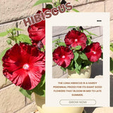 Red Hibiscus Plant Live, Hardy Hibiscus Flowers for Outdoor Landscapes, 5-9 Inch Height, Ornamental Hibiscus Bush Shrub, Well-Rooted, No Pot