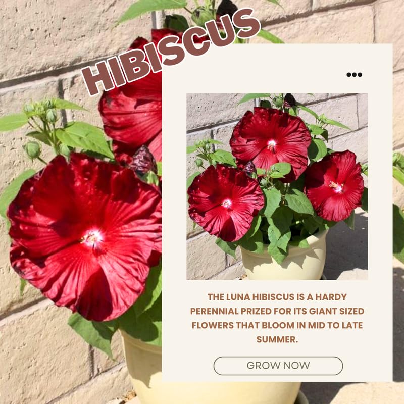 Red Hibiscus Plant Live, Hardy Hibiscus Flowers for Outdoor Landscapes, 5-9 Inch Height, Ornamental Hibiscus Bush Shrub, Well-Rooted, No Pot
