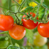 Red Cherry Tomato Plant Live, Tomato Plants Live for Planting, Sweet Fruit, 8-10 Inches in Height, 4 Inch Pot