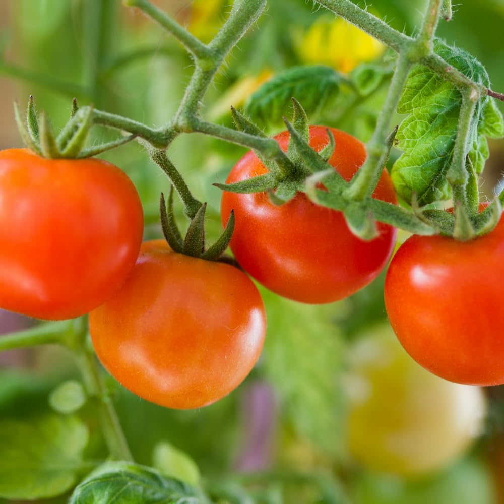 Red Cherry Tomato Plant Live, Tomato Plants Live for Planting, Sweet Fruit, 8-10 Inches in Height, 4 Inch Pot