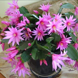 Easter Cactus Plants Live, Easter Cactus - 4 to 6 Inch Tall Houseplant Succulent Cactus Flower Plants, No Pot (Light Pink Flowers)