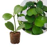 Live Hoya Kerrii Plant for Planting, Compact Foliage Houseplant, 3-5 Inches Tall, Succulent Plant for Indoor Outdoor Garden