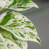Set 2 of Pothos Plants Live, Pothos Vine Live Plants, Indoor House Plant Garden, 3 to 5 Inc in Height