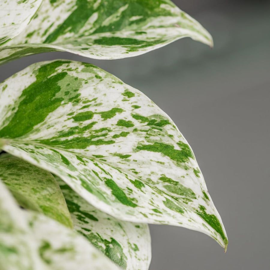 Set 2 of Pothos Plants Live, Pothos Vine Live Plants, Indoor House Plant Garden, 3 to 5 Inc in Height