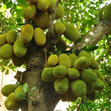 Jackfruit Tree Live Plant from 9 to 11 Inc Tall, Live Jackfruit Plant Pot 4 Inc