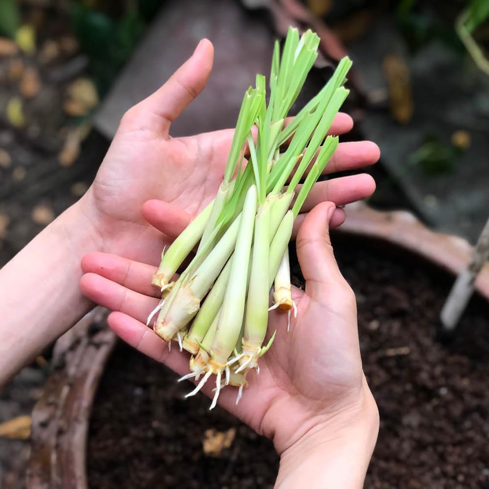 4 Lemongrass Live Plants, Lemon Grass Rooted Plants 8-10'', Ready to Plant Indoor Outdoor