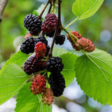 Dwarf Mulberry Plant Live for Planting 6 to 10 Inch Tall, in 3.5" Pot, Everbearing Mulberry Trees, Sweet Mulberry Fruit Plants Home Garden