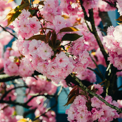 Pink Flowering Almond Shrubs Live Plant in Quart Pot, Vibrant Pink Flower Plant for Gardens, Patios, Landscapes, Cold Hardy and Well-Rooted, Dormant in Winter